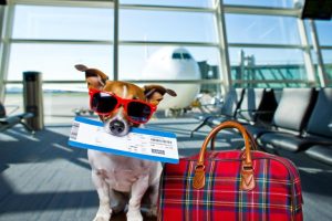 pets-on-flights-300x200.jpg